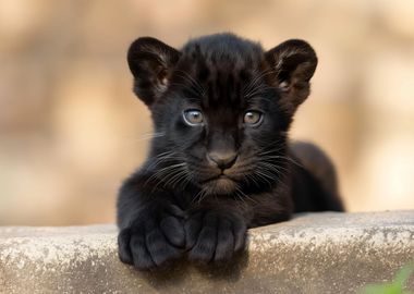 Baby Panther