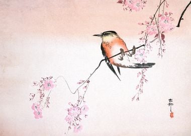 Bird on Weeping Cherry