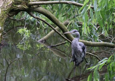 Grey Heron under Branches