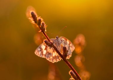 Summer butterfly