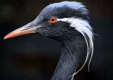 Demoiselle Crane Bird