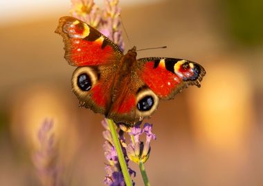 Summer butterfly