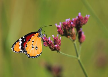 African Monarch Butterfly