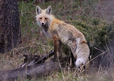 Curious Fox