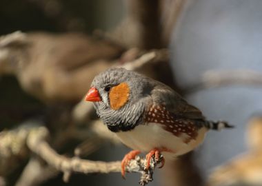 Zebra Finch male