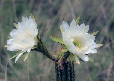 Cactus flowers