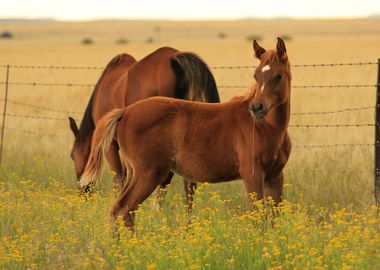 Horses