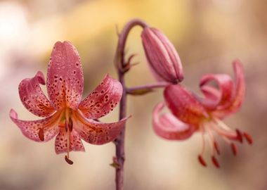 Pink Lilies