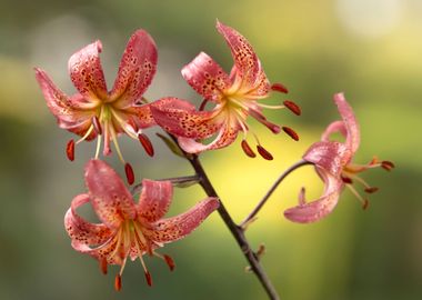 Pink Lilies