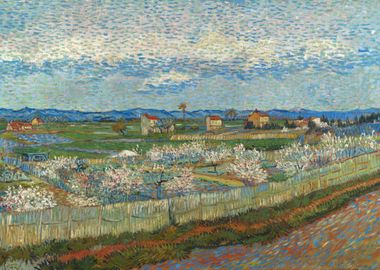 Peach Trees in Blossom