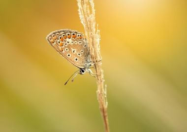 Summer butterfly