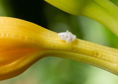 Planthopper nymph on lily