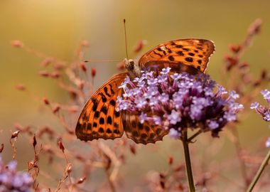 Summer butterfly