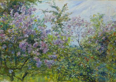 Blossoming Lilac