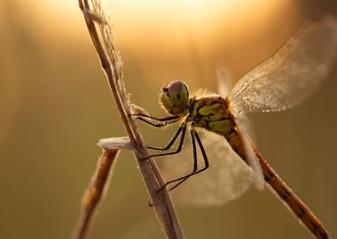 Dragonfly