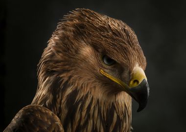 Imperial eagle