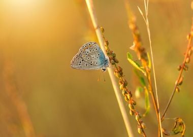 Summer butterfly