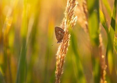 Meadow