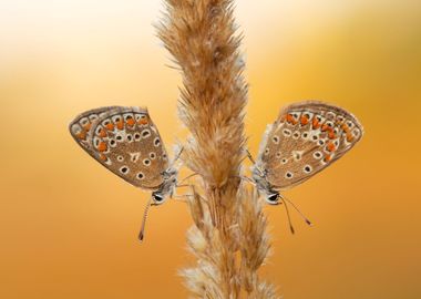 Summer butterflies