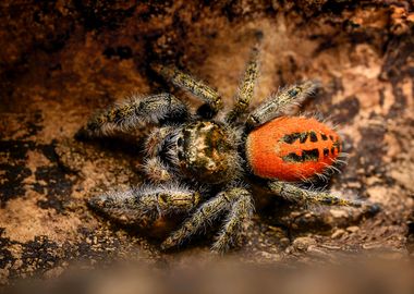 Phidippus jumping spider