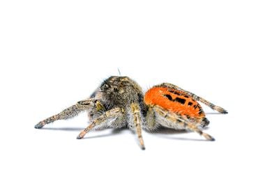 Phidippus jumping spider