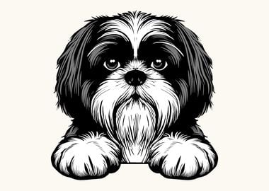 Shih Tzu