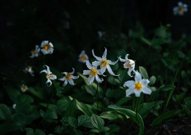 Avalanche Lilies