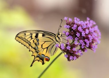 Summer butterfly