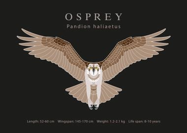 Osprey