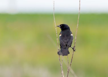 Back of a blackbird