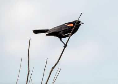 Blackbird in the blue sky