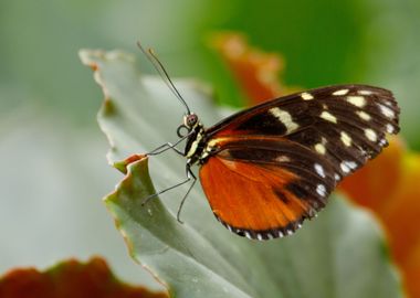 Tithorea tarricina