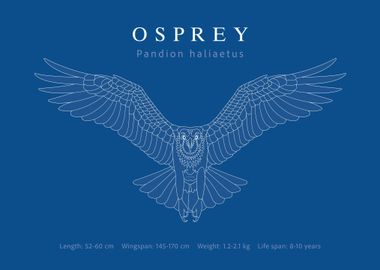 Osprey blueprint