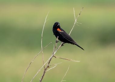 Blackbird closeup