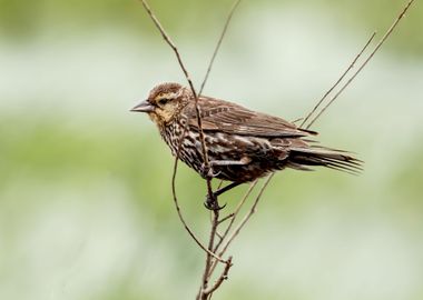 Female redwinged blackbird