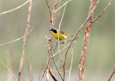 Common yellowthroat bird