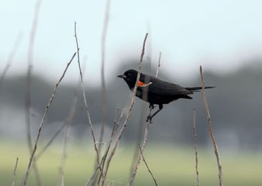 Moody redwinged blackbird