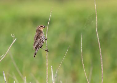 Redwinged blackbird close