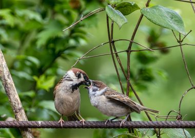 Baby bird getting fed