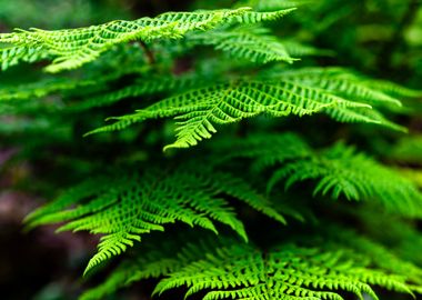 Ferns