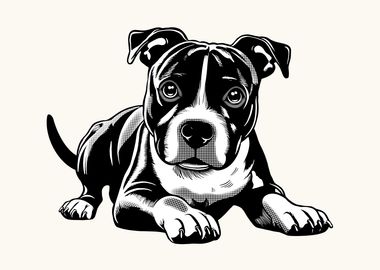 Staffordshire Bull Terrier