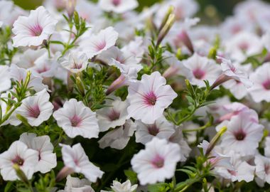 White and pink flowers