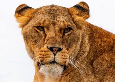 Lion Portrait