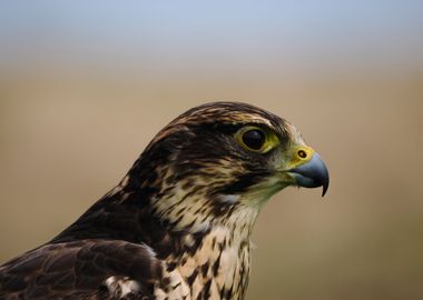 Falcon Portrait