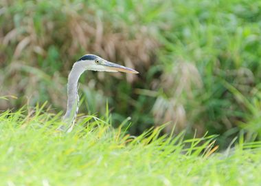 portrait of a grey heron