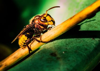 Hornet Vespa crabro