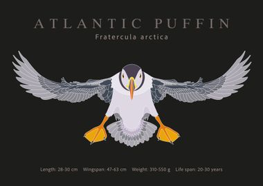 Atlantic puffin