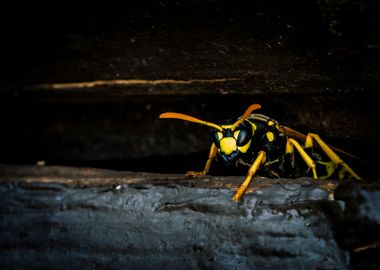 Wasp Emerging from the Sha