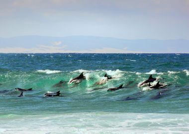 Surfing Dolphins in Action