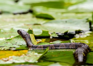 Water snake on lily pads